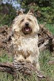 CAIRN TERRIER 175